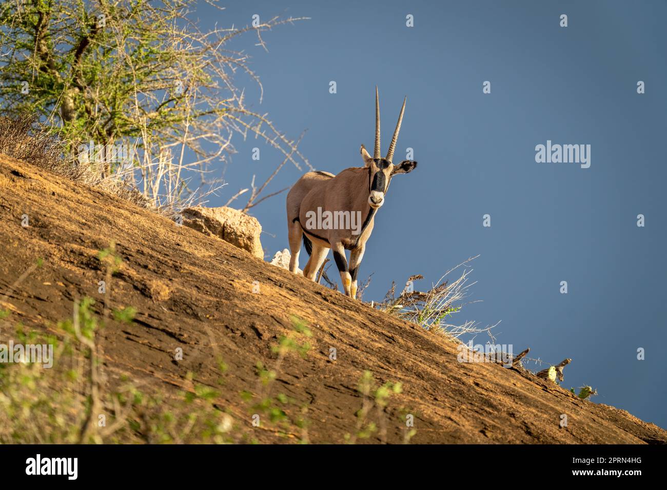 Gemsbok se trouve sur une caméra d'observation de crête rocheuse Banque D'Images