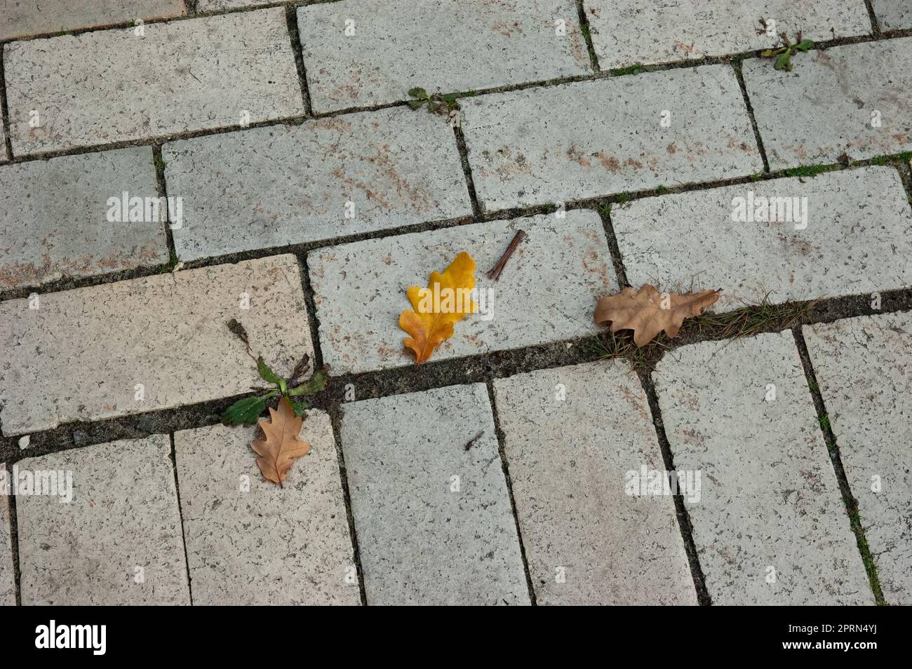 une feuille de chêne orange sur une passerelle carrelée Banque D'Images