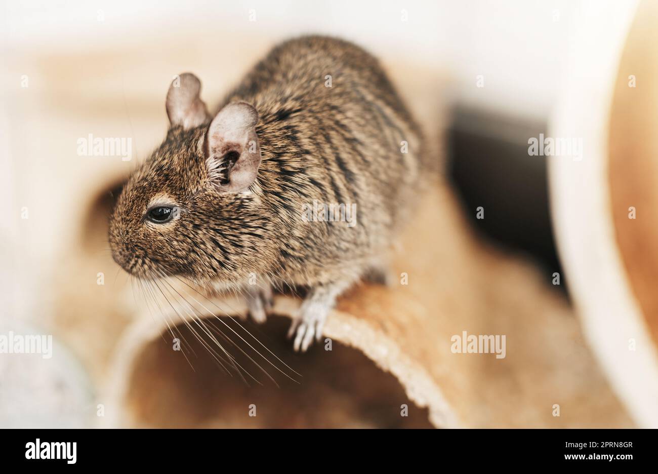 L'écureuil degu, un animal domestique. Petite souris grise mignon Degu. Banque D'Images