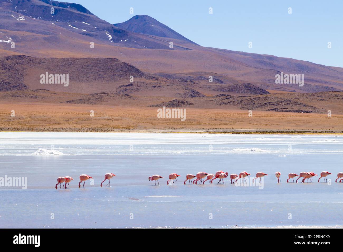 Laguna Hedionda flamants, la Bolivie. La faune andine. Lagune bolivienne Banque D'Images