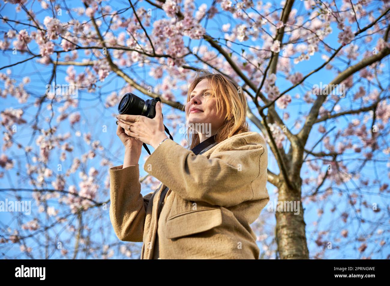 redhead fille prenant des photos devant la fleur de cerisier Banque D'Images