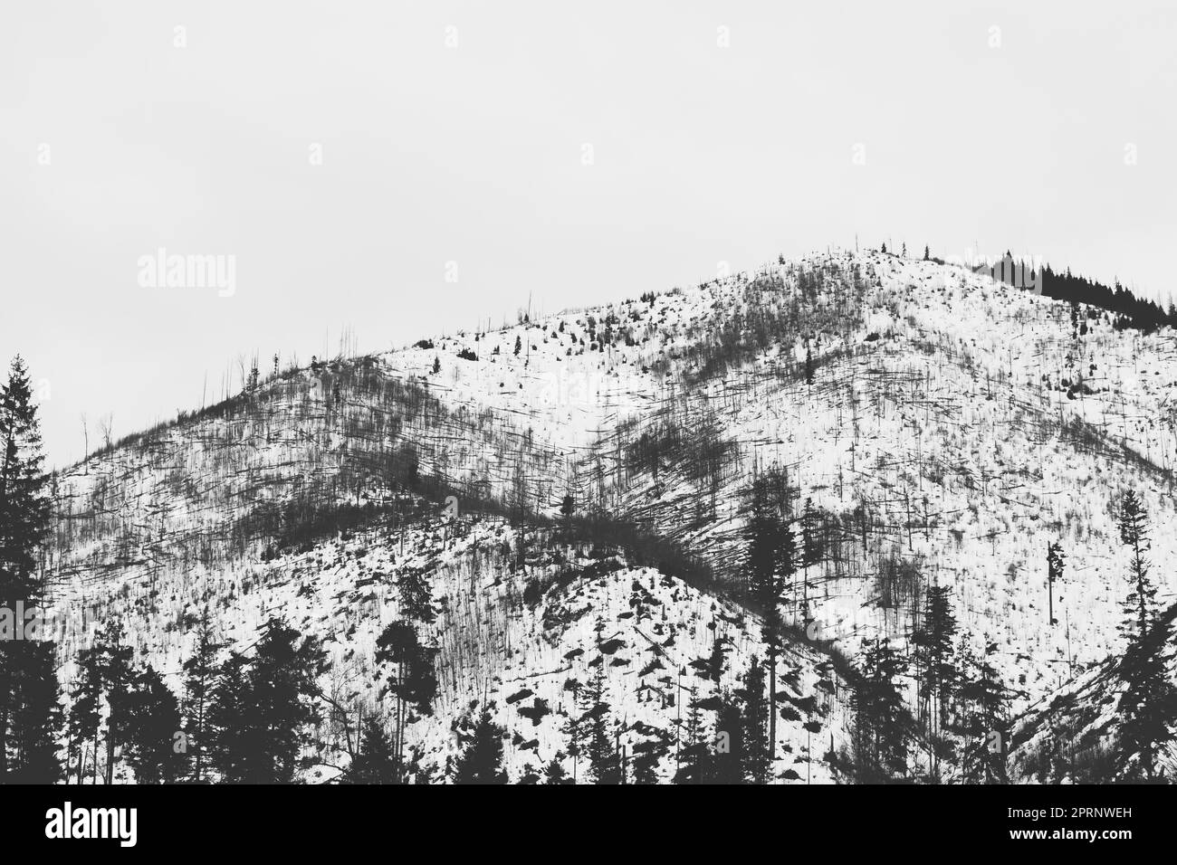 Arbres tombés après un fort vent dans les montagnes Tatra pendant la saison d'hiver Banque D'Images