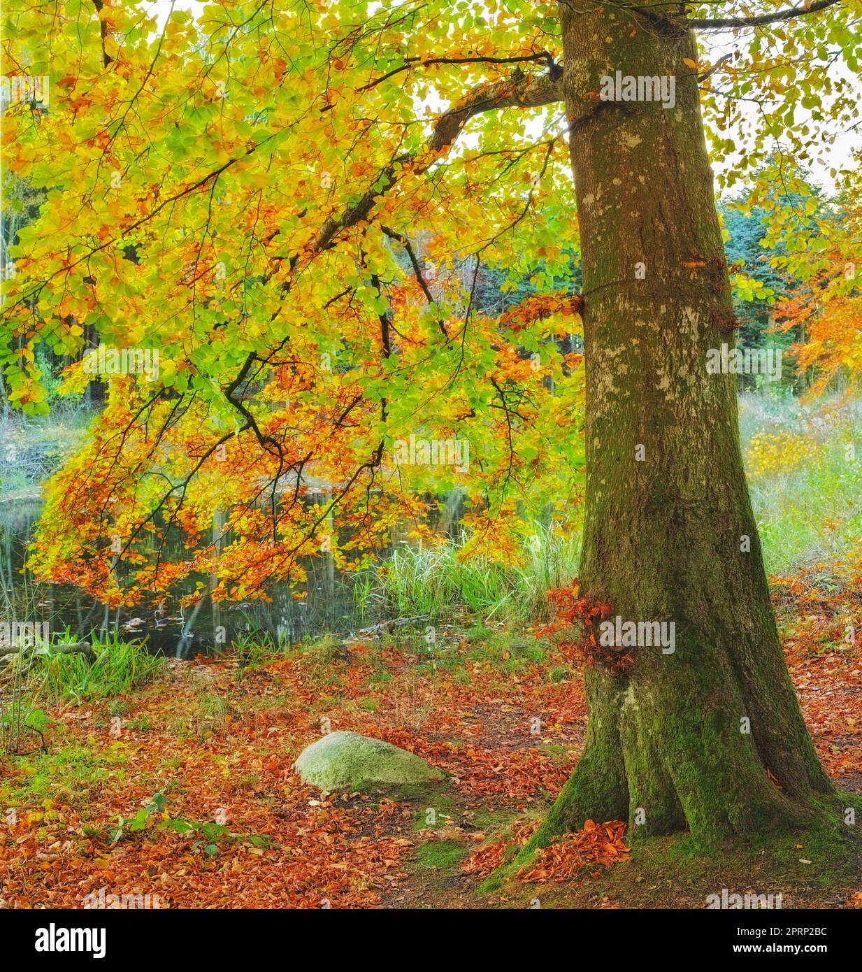 La beauté de l'automne. Forêt et paysage aux couleurs de l'automne. Banque D'Images