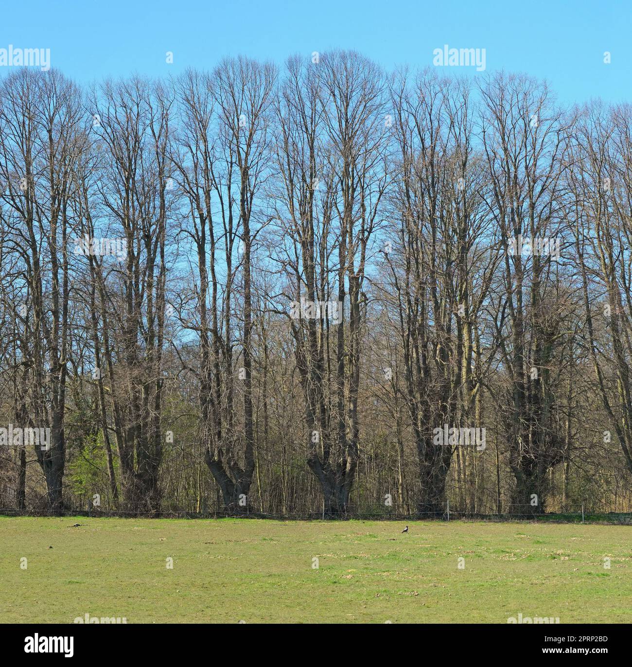 La beauté de l'automne. Forêt et paysage aux couleurs de l'automne. Banque D'Images