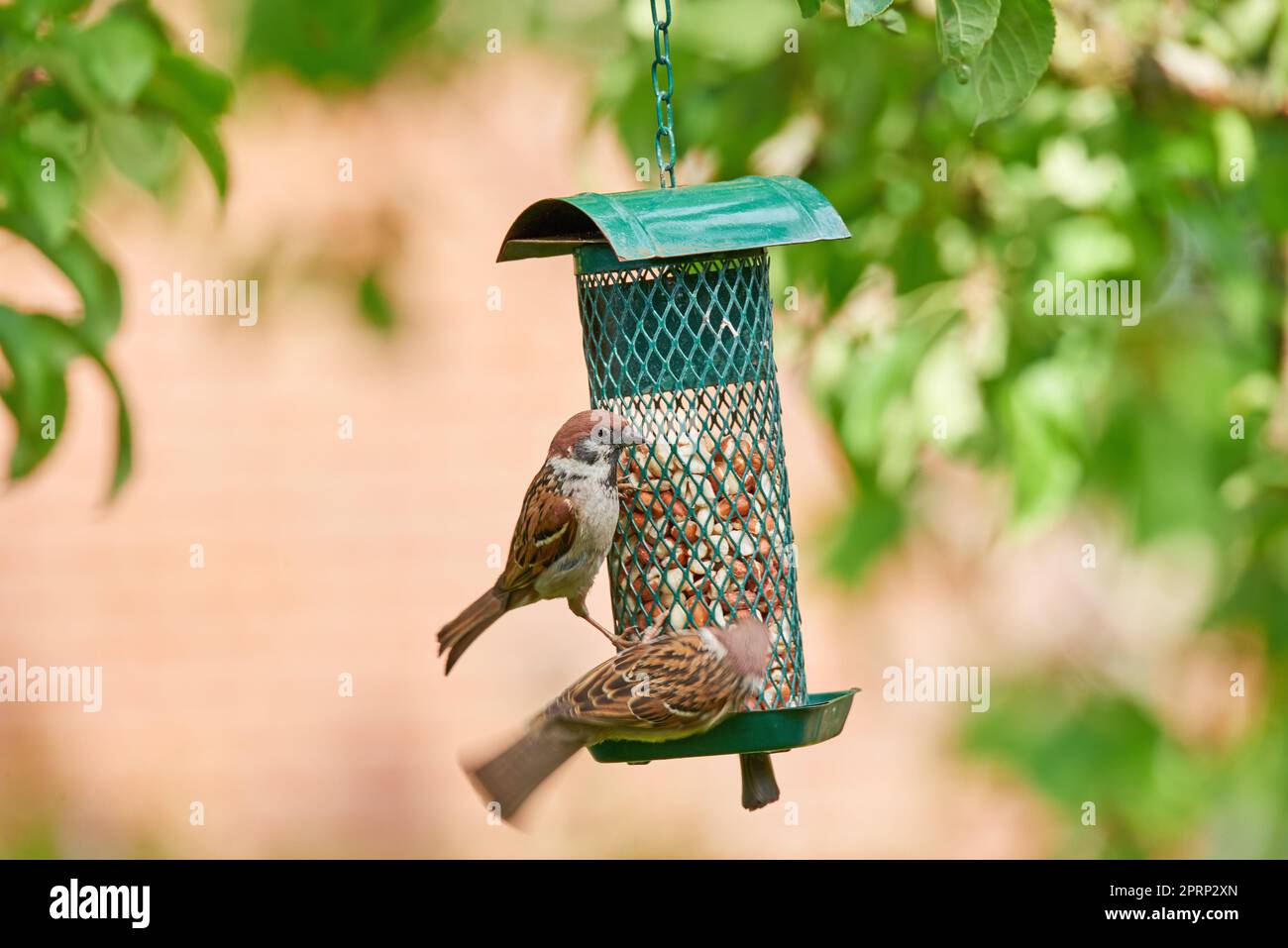 Bruant. Les moineaux sont une famille de petits oiseaux de passereau, les Passeridae. Ils sont également connus sous le nom de vrais épars, ou Bruant de l'ancien monde, noms également utilisés pour un genre particulier de la famille, Passer. Banque D'Images