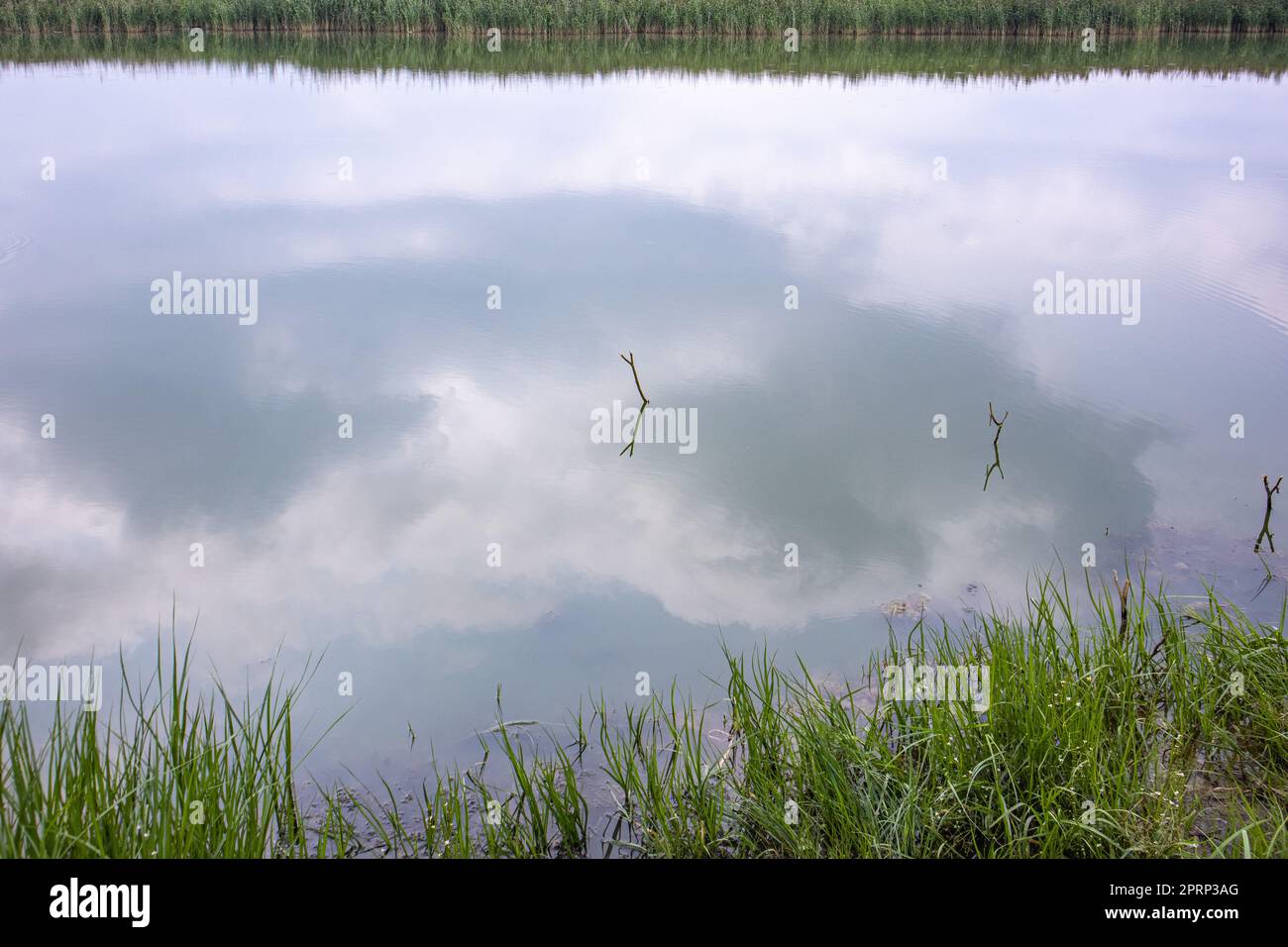 Langes en bois pour les cannes à pêche lors de la pêche depuis la rive de la rivière Banque D'Images