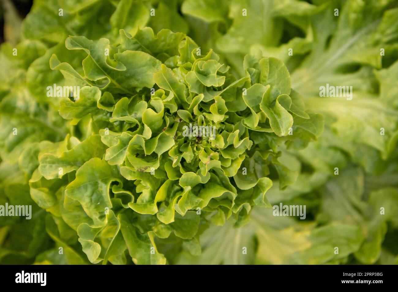 vue de dessus de la laitue croissante, fond naturel biologique Banque D'Images