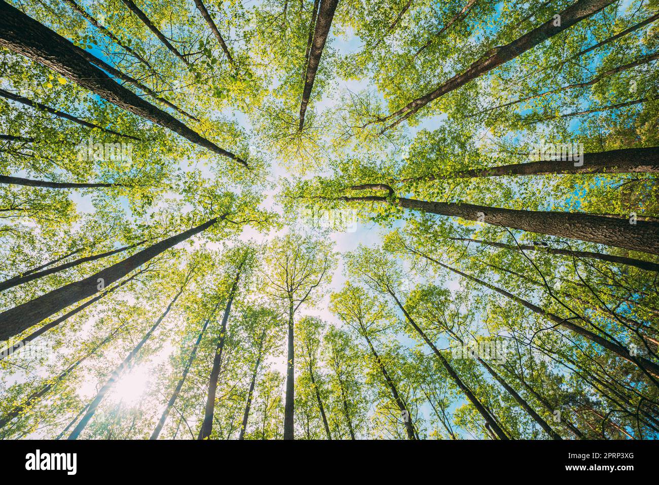 Vue sur la belle forêt de pins feuillus arbres Bois Canopy. Vue de dessous arrière-plan grand angle. Greenwood Forest. Troncs et branches avec une source fraîche luxuriante Banque D'Images