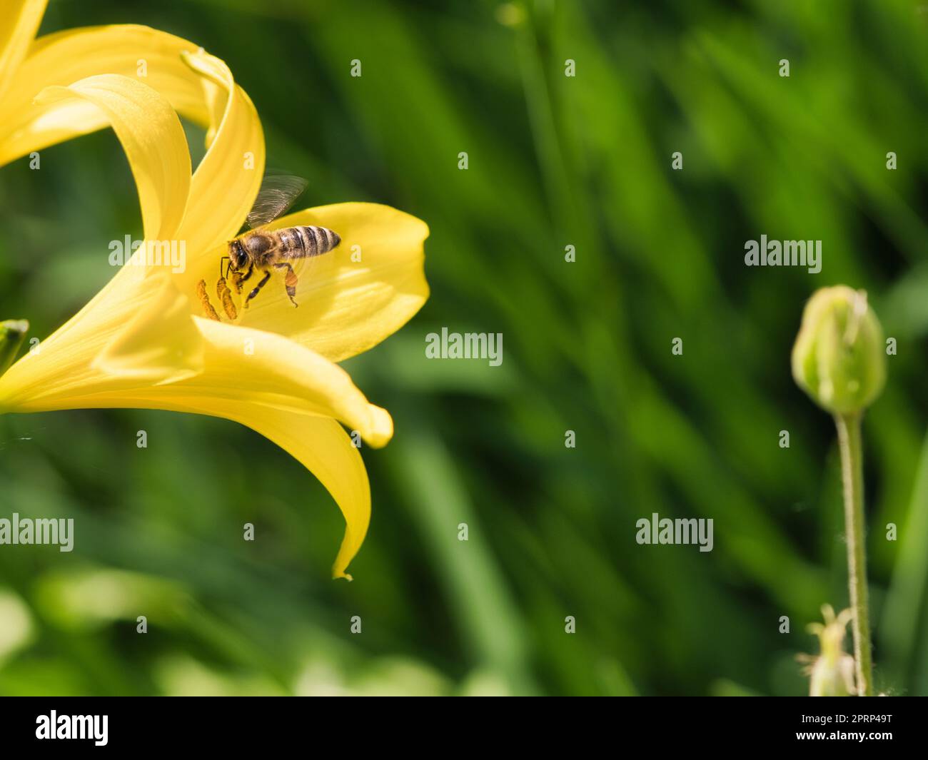 Abeille collectant le nectar en vol sur une fleur de lys jaune. Insecte occupé. Banque D'Images