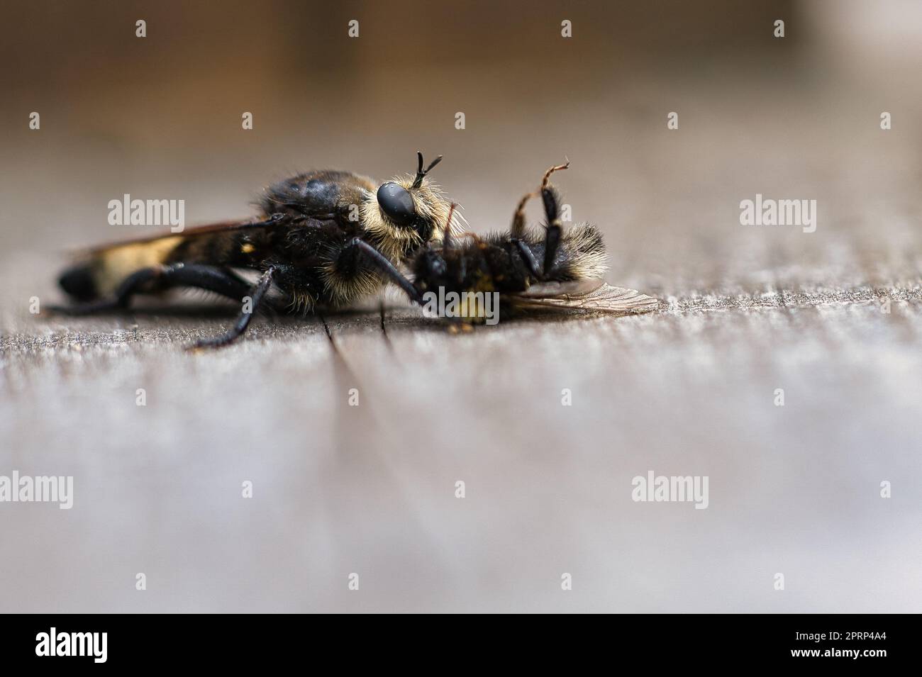 Mouche de meurtre jaune ou mouche jaune avec un bourdon comme proie. L'insecte est aspiré Banque D'Images