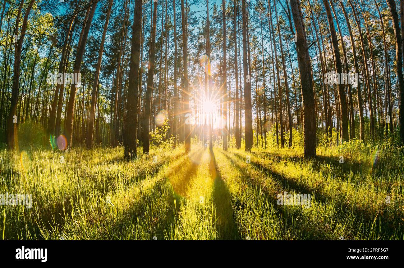 Magnifique coucher de soleil lever du soleil soleil soleil soleil dans la forêt de conifères d'été ensoleillé. La lumière du soleil traverse les bois dans le paysage forestier Banque D'Images