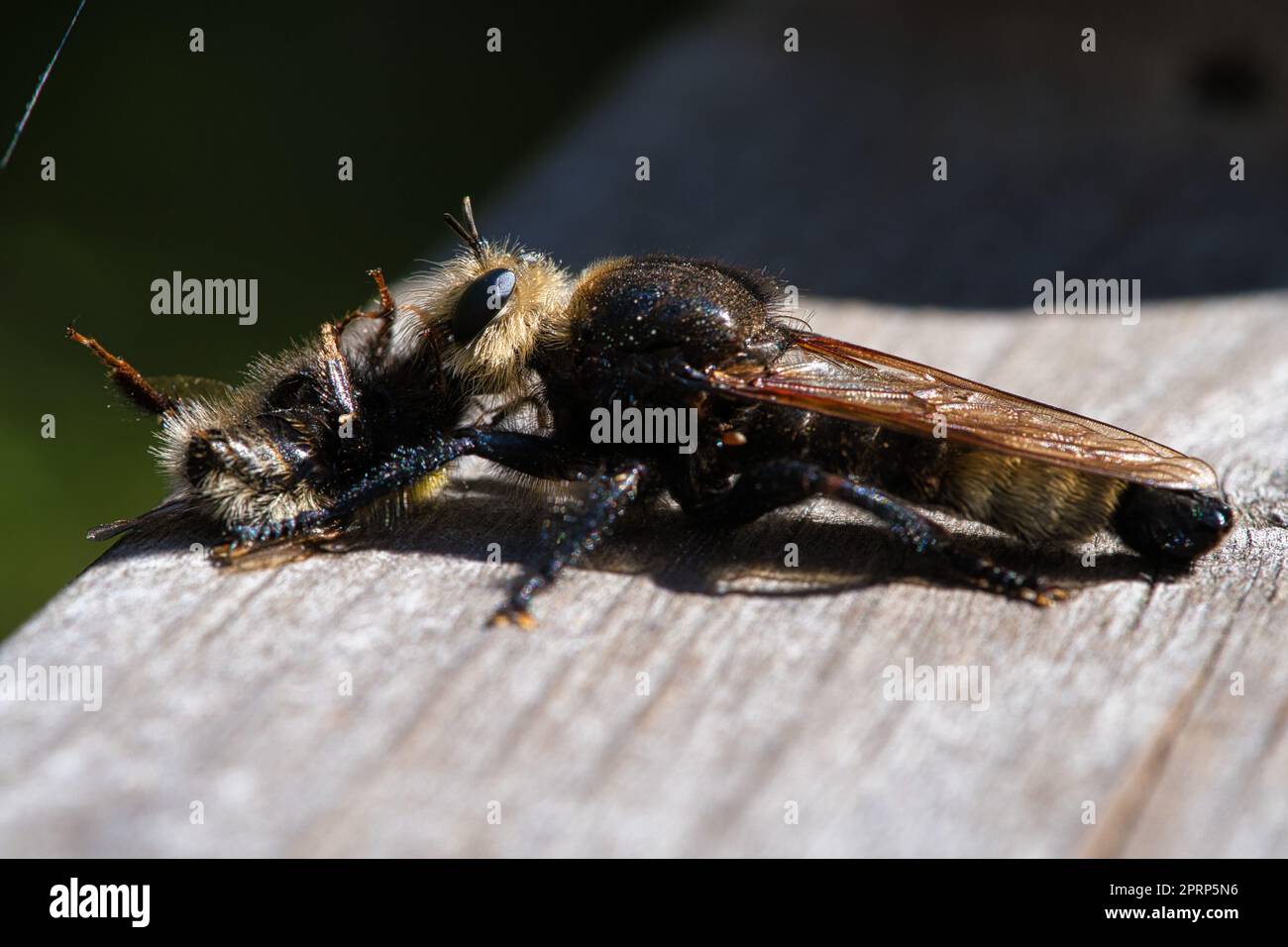 Mouche de meurtre jaune ou mouche jaune avec un bourdon comme proie. L'insecte est aspiré Banque D'Images