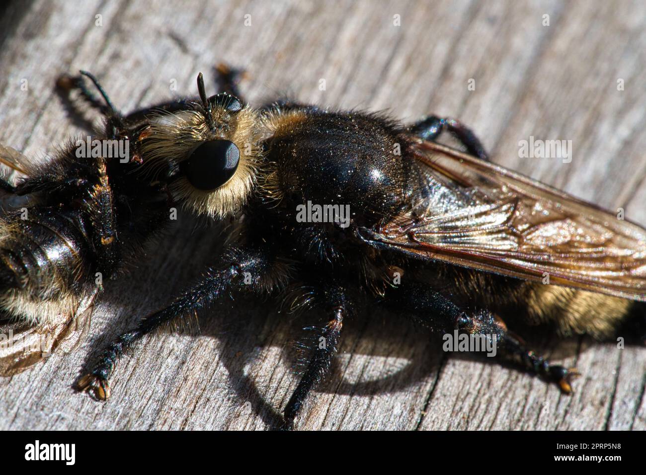 Mouche de meurtre jaune ou mouche jaune avec un bourdon comme proie. L'insecte est aspiré Banque D'Images