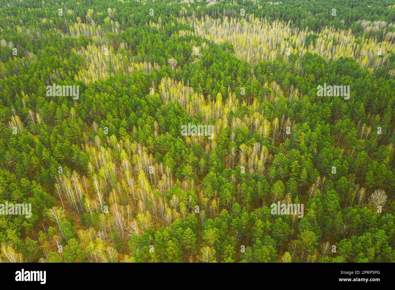 Saison de printemps. Vue aérienne des arbres à feuilles caduques sans feuilles de feuillage et de la forêt de pins verts en paysage au début du printemps. Vue de dessus de attitude. European Woods à Springtime Banque D'Images