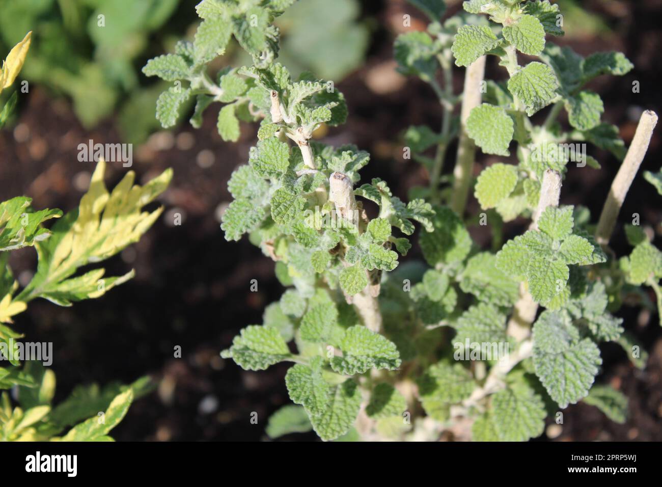 chien de chasse dans le jardin d'herbes Banque D'Images