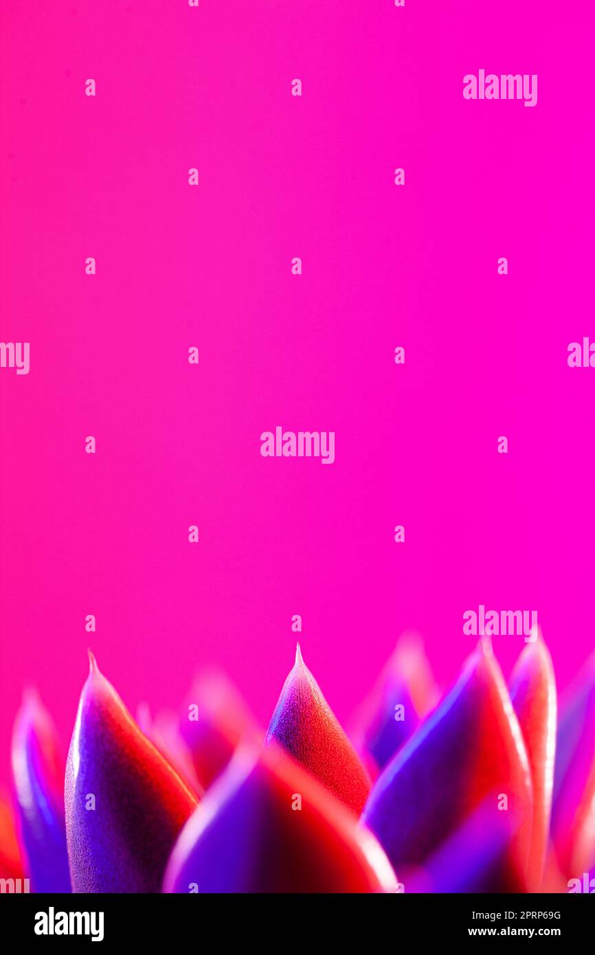 Gros plan d'une fleur d'écheveria d'agavoides verts sur un fond rose foncé vif. Banque D'Images