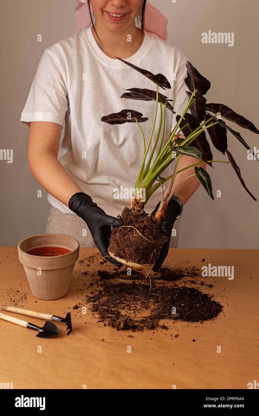 Transplantant une plante de maison dans un nouveau pot de fleur. Banque D'Images