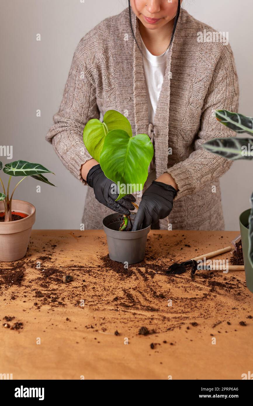 Transplantant une plante de maison dans un nouveau pot de fleur. Banque D'Images