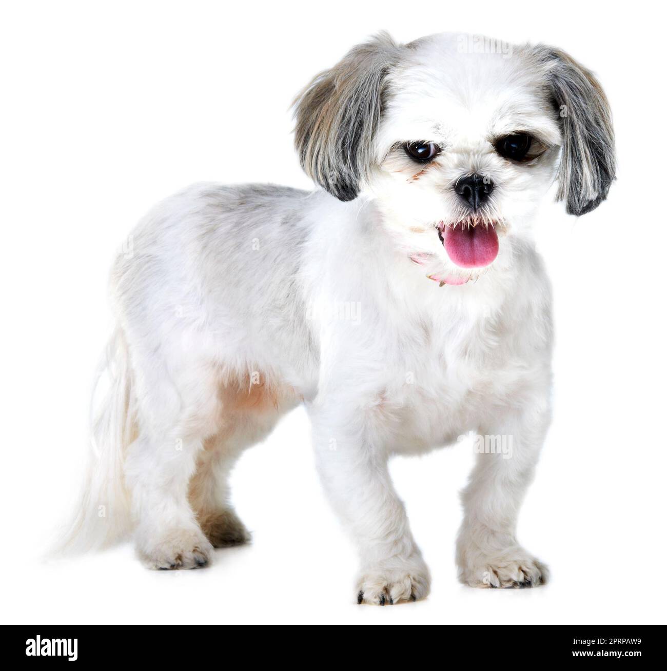 Une grande représentante de sa race. Photo en studio d'un adorable chiot lhassa apso isolé sur blanc Banque D'Images