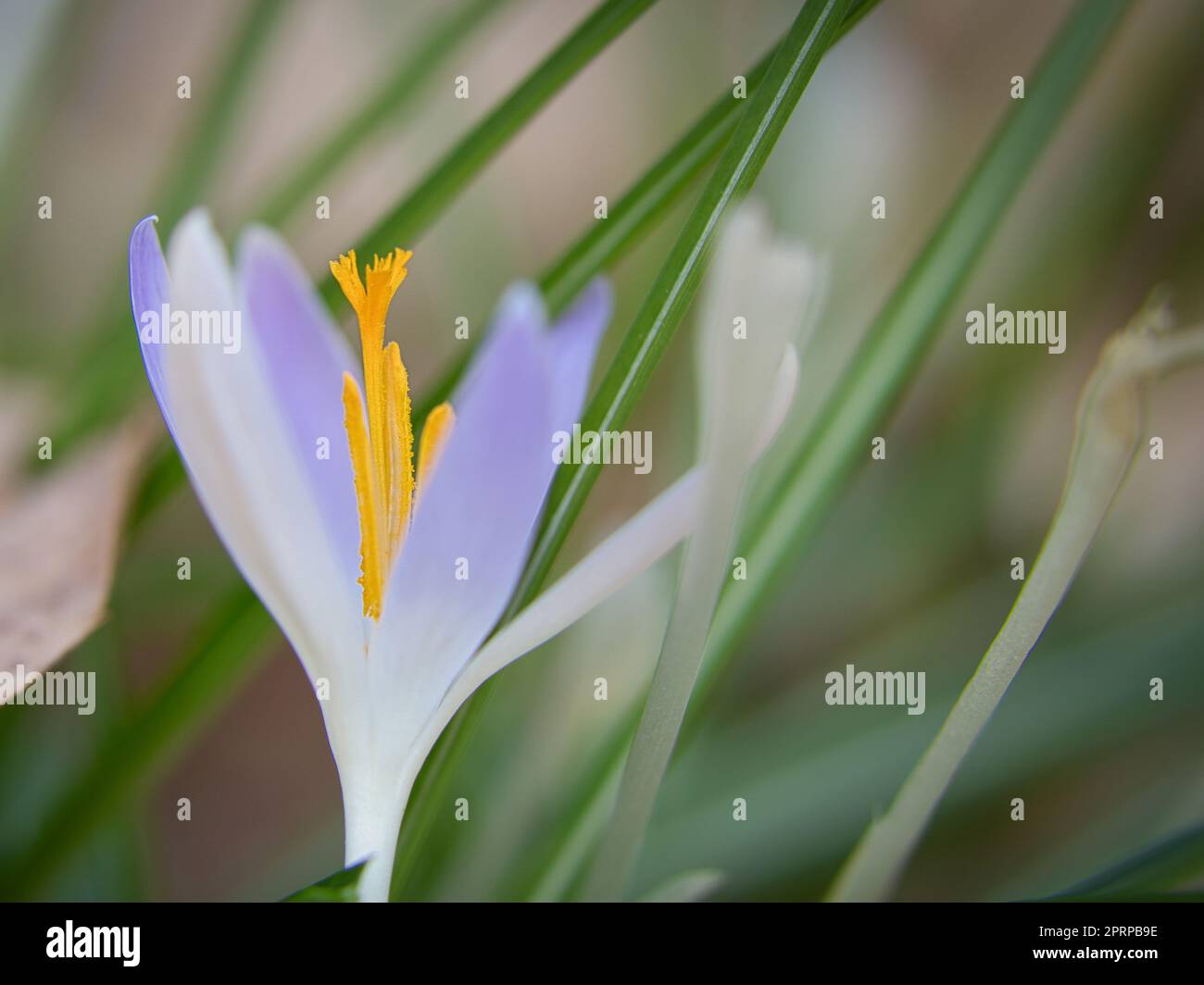 Fleur de crocus sur un pré, délicat et avec un arrière-plan légèrement flou. Représentation détaillée de la fleur. Les plantes en gros plan. Banque D'Images