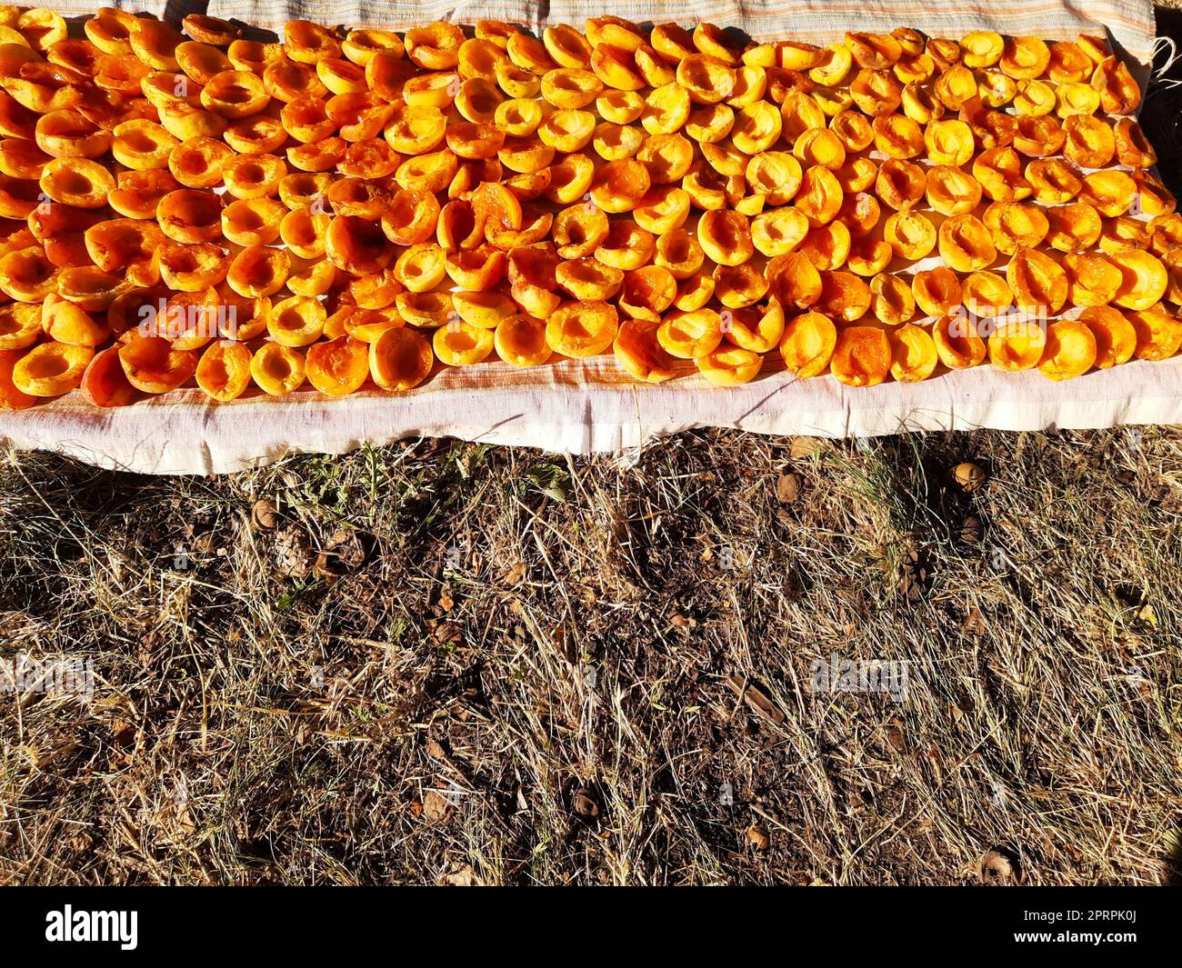 Les tranches d'abricot reposent sur un chiffon et sèchent au soleil en gros plan Banque D'Images