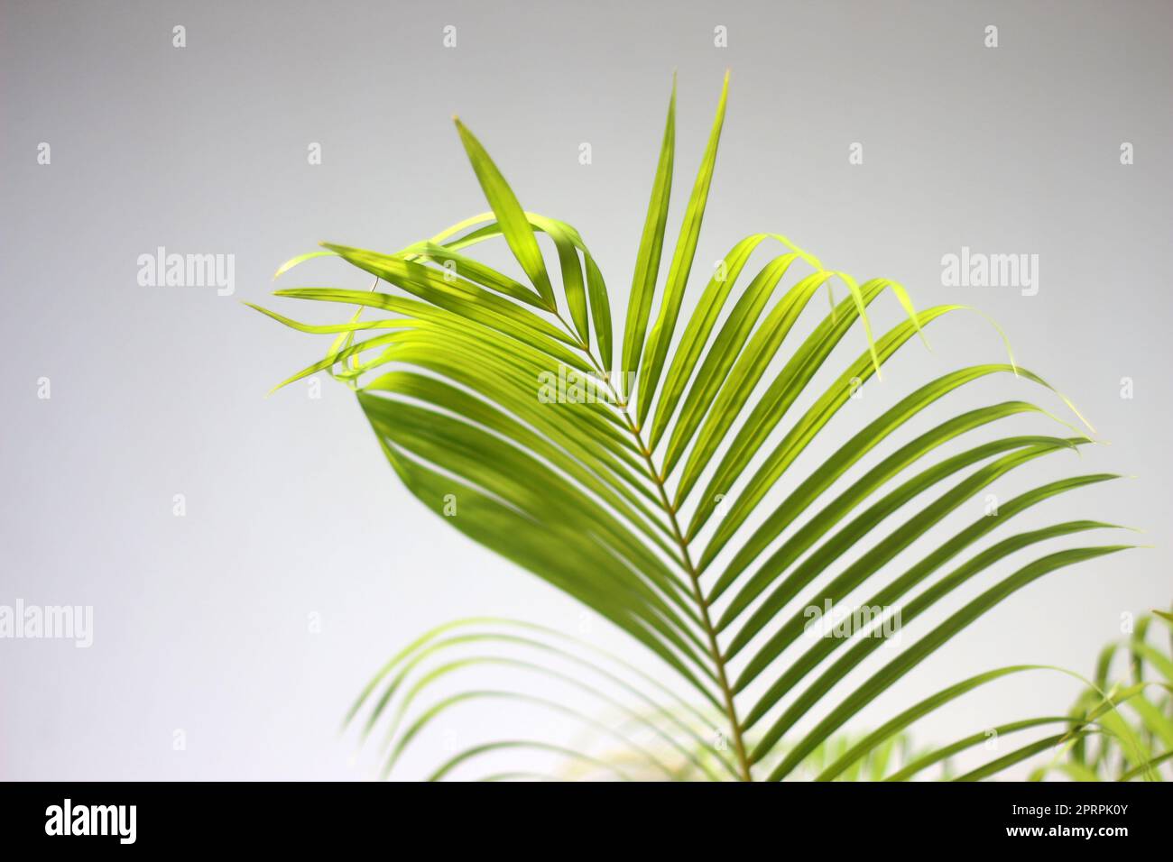 feuille de vert palmier et ombres sur fond blanc de mur en béton Banque D'Images