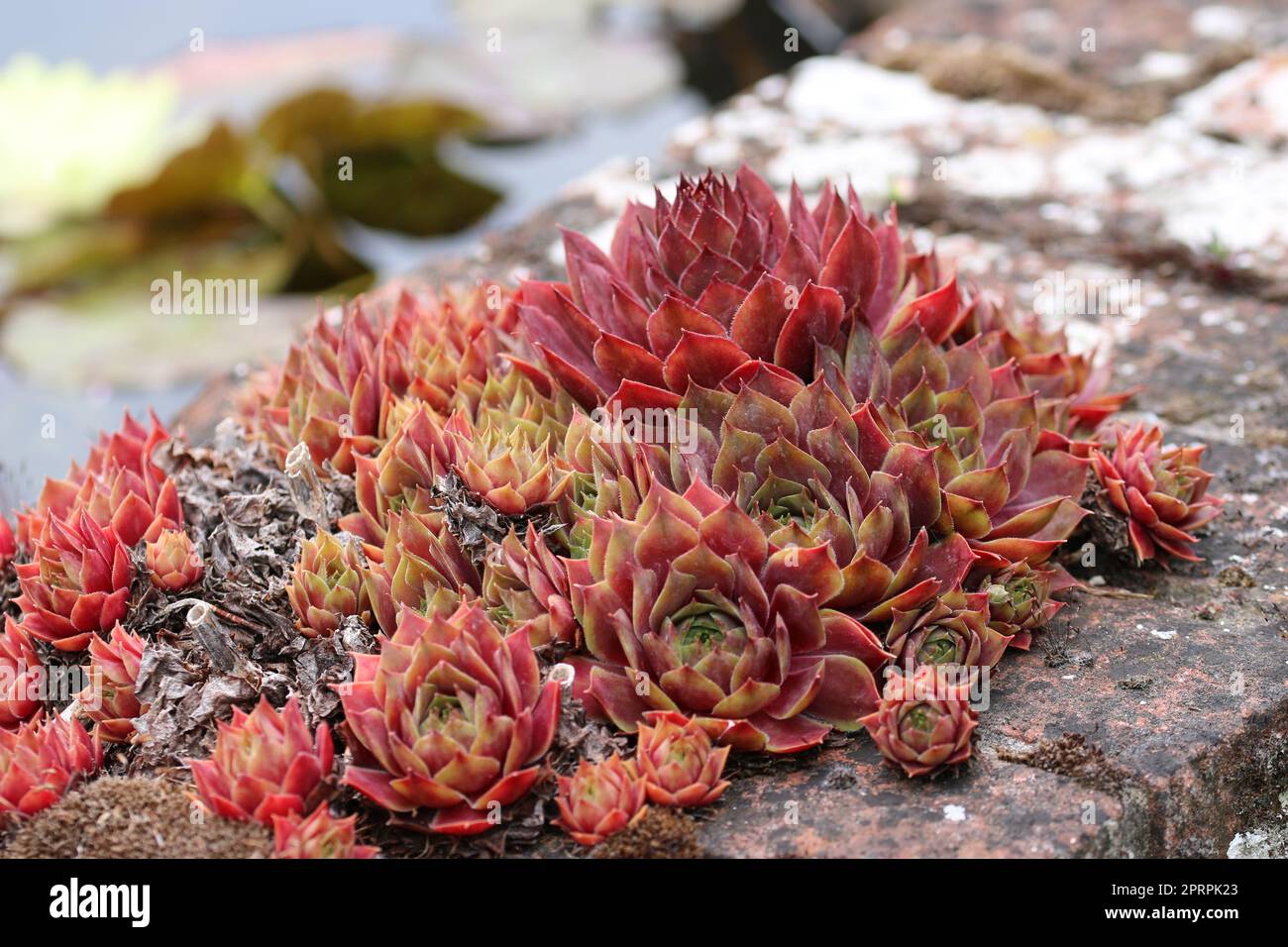 Houseleek plante sur le mur de briques en gros plan Banque D'Images