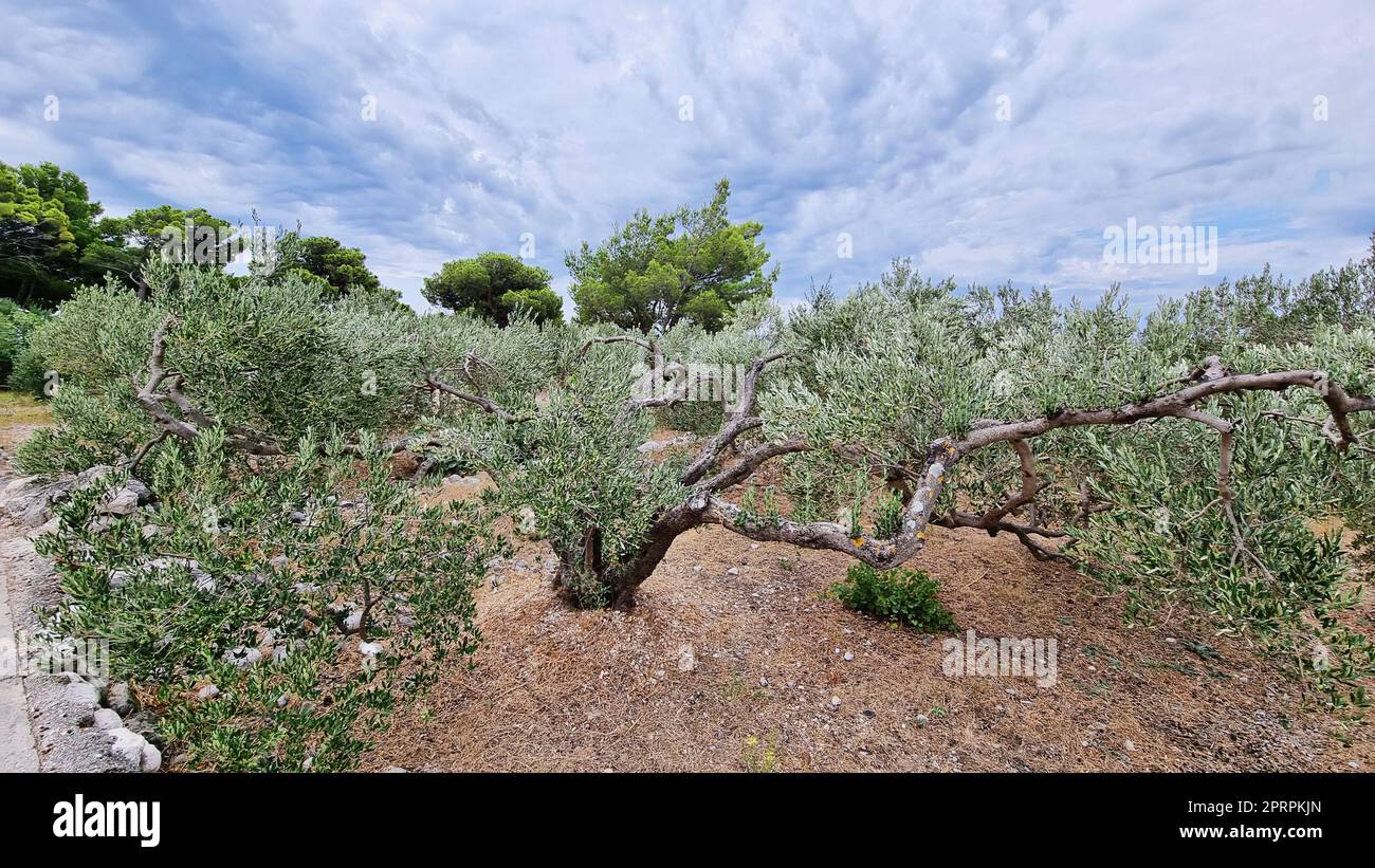 Plantation traditionnelle d'oliviers. Makarska Riviera-Biokovo, Croatie Banque D'Images