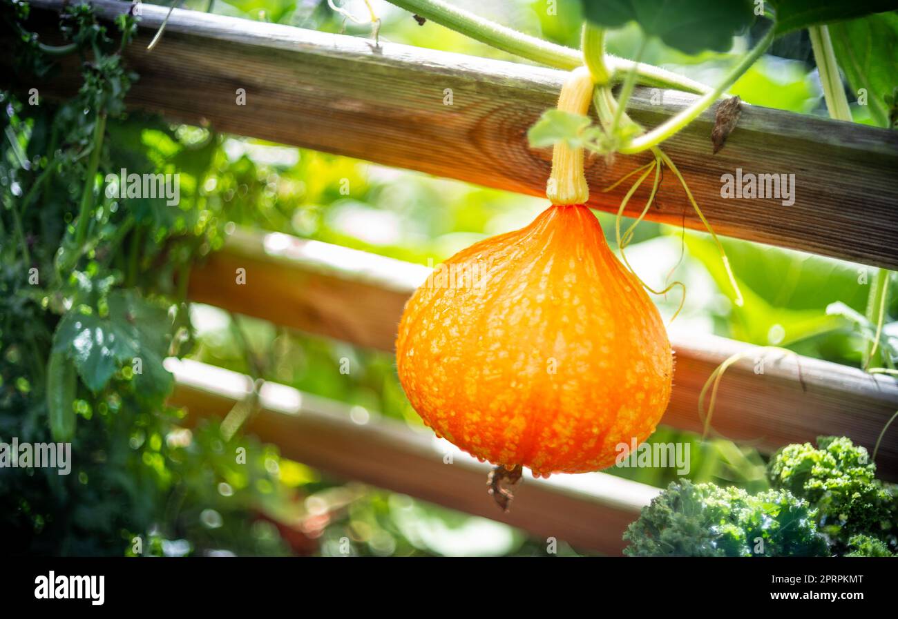 Jardin de plus en plus courge Banque de photographies et d’images à ...