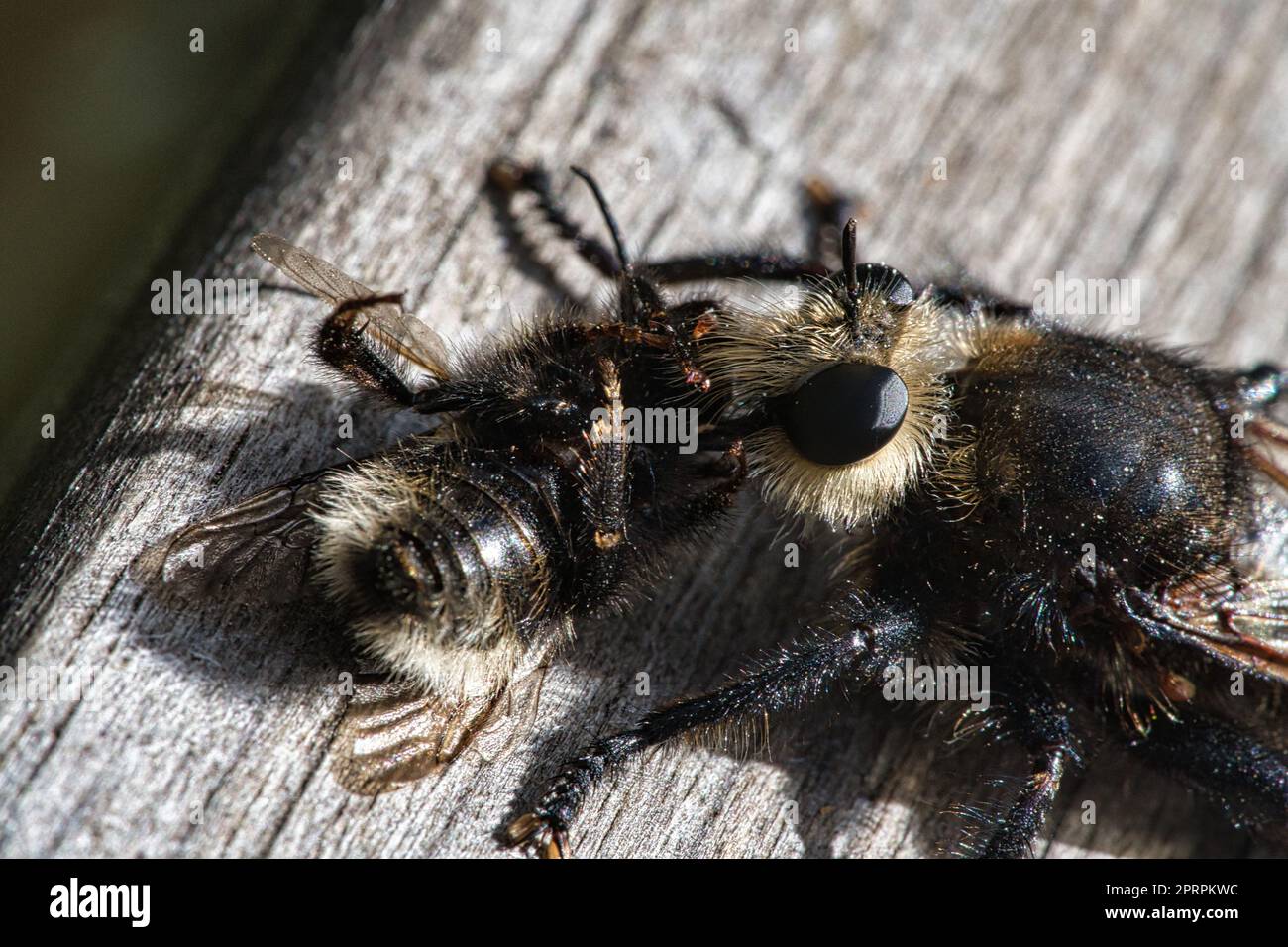 Mouche de meurtre jaune ou mouche jaune avec un bourdon comme proie. L'insecte est aspiré Banque D'Images