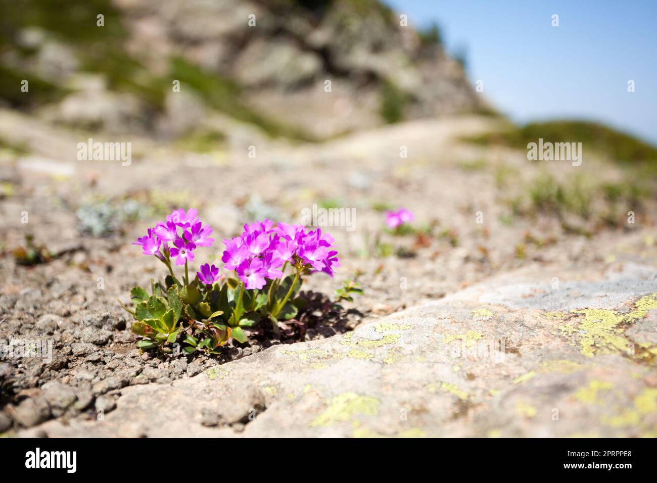 Vue sur les fleurs des montagnes violettes Banque D'Images