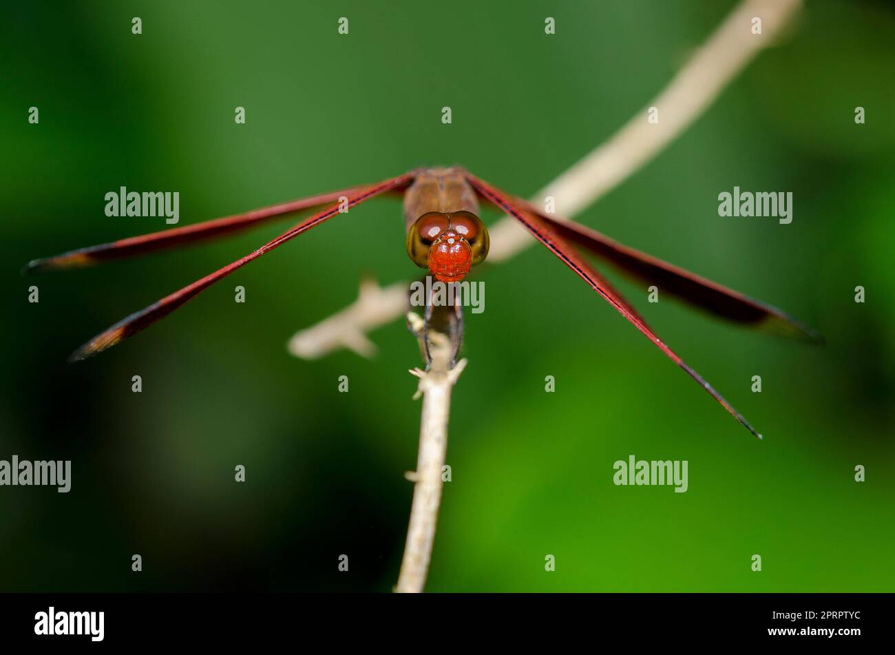 Libellule indonésienne ailé rouge, Neurothemis terminata, sur plante, Klungkung, Bali, Indonésie Banque D'Images