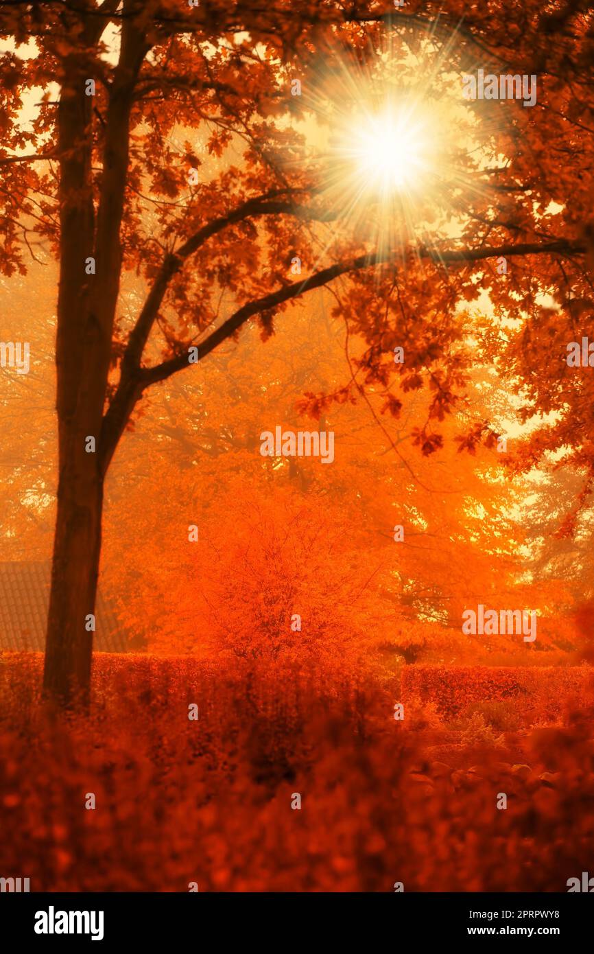 Automne dans les couleurs de l'automne. Une photo de la forêt d'automne et du soleil. Banque D'Images