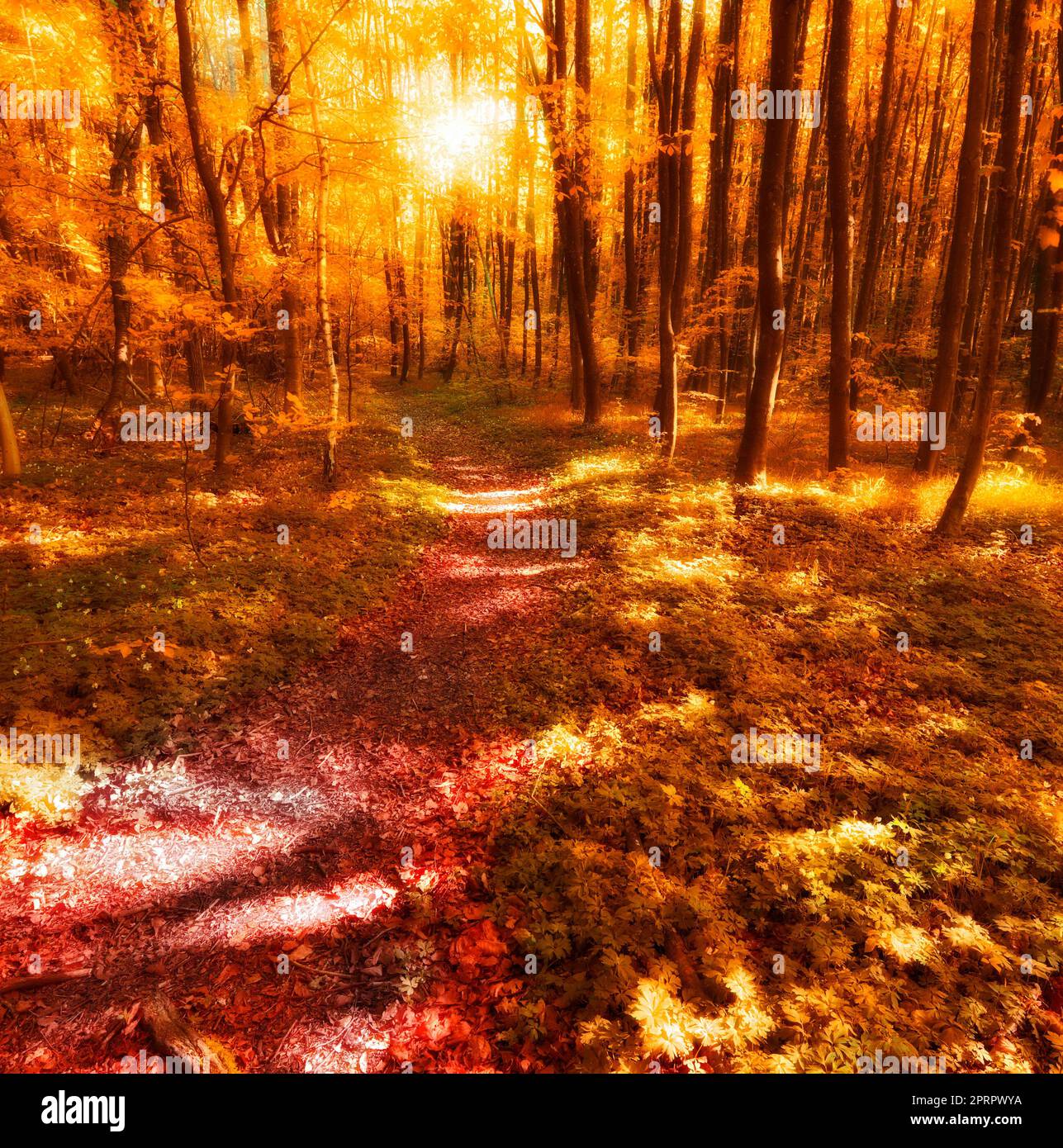 Automne dans les couleurs de l'automne. Une photo du coucher de soleil dans la forêt à l'automne Banque D'Images