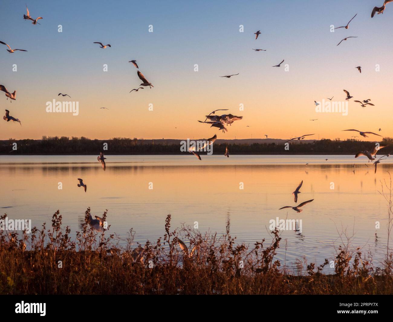 Vue sur le paysage du coucher du soleil au lac Onondaga avec des mouettes volantes partout à Syracuse, New York. Banque D'Images