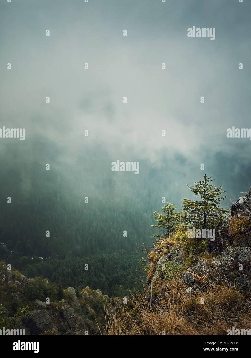 Vue sur la vallée de la brume depuis le sommet de la montagne. Haze nuages au-dessus de la forêt de sapins dans la crête des carpates Banque D'Images