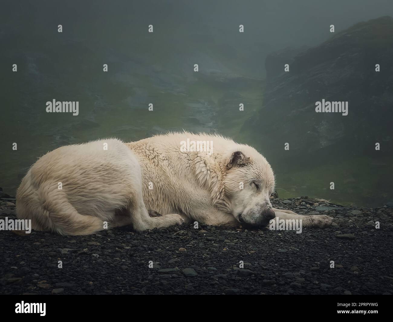 Gros plan d'un chien de loup blanc endormi. Vue paisible avec un grand chien de berger reposant au fond des montagnes brumeuses Banque D'Images