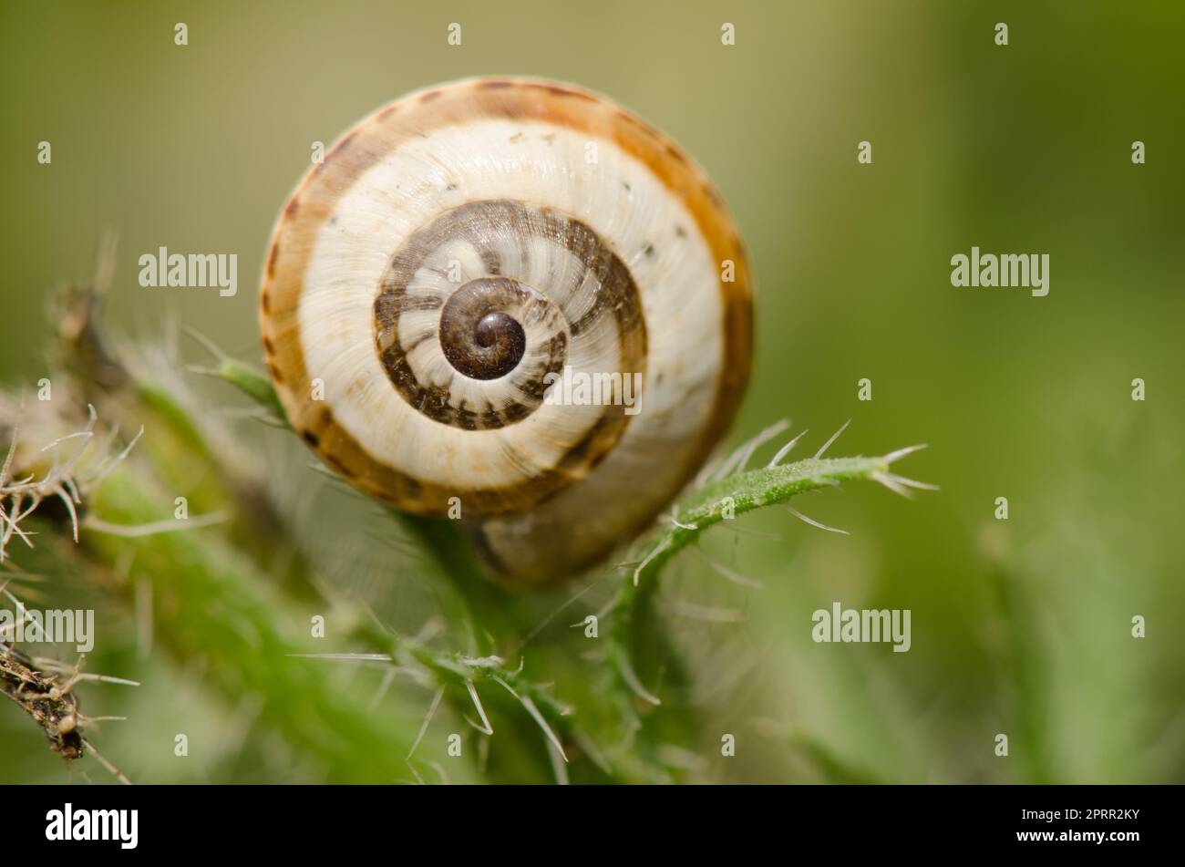 Escargot de jardin blanc. Banque D'Images