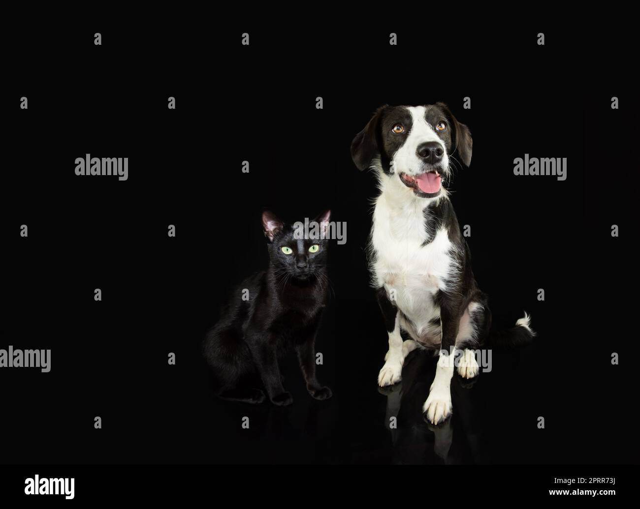 Bannière animaux. chien et chat assis. Isolé sur fond noir foncé Banque D'Images