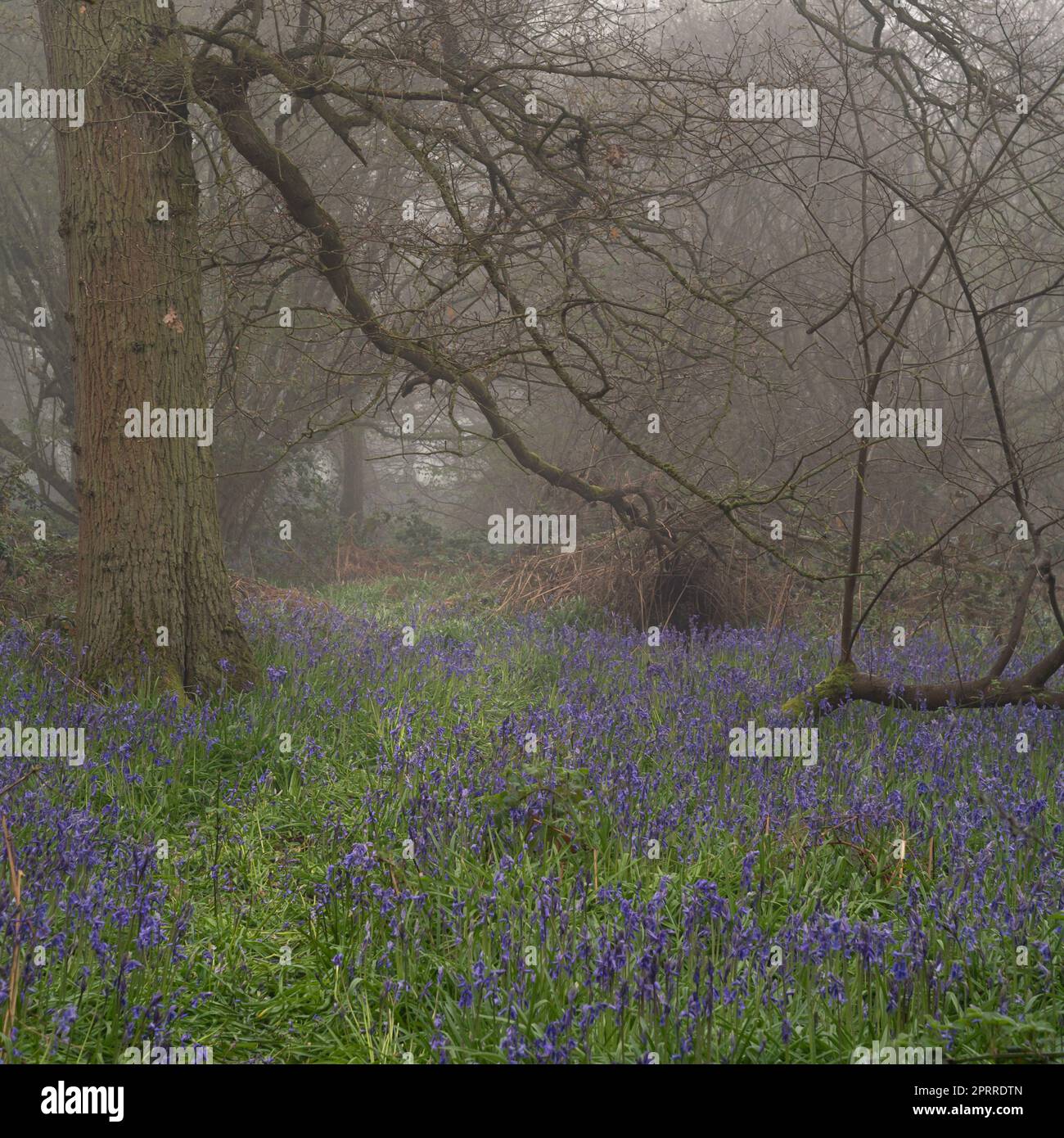 West Bergholt, Essex, forêt le matin d'une brumeuse. Arbres et cloches dans un brouillard. Banque D'Images