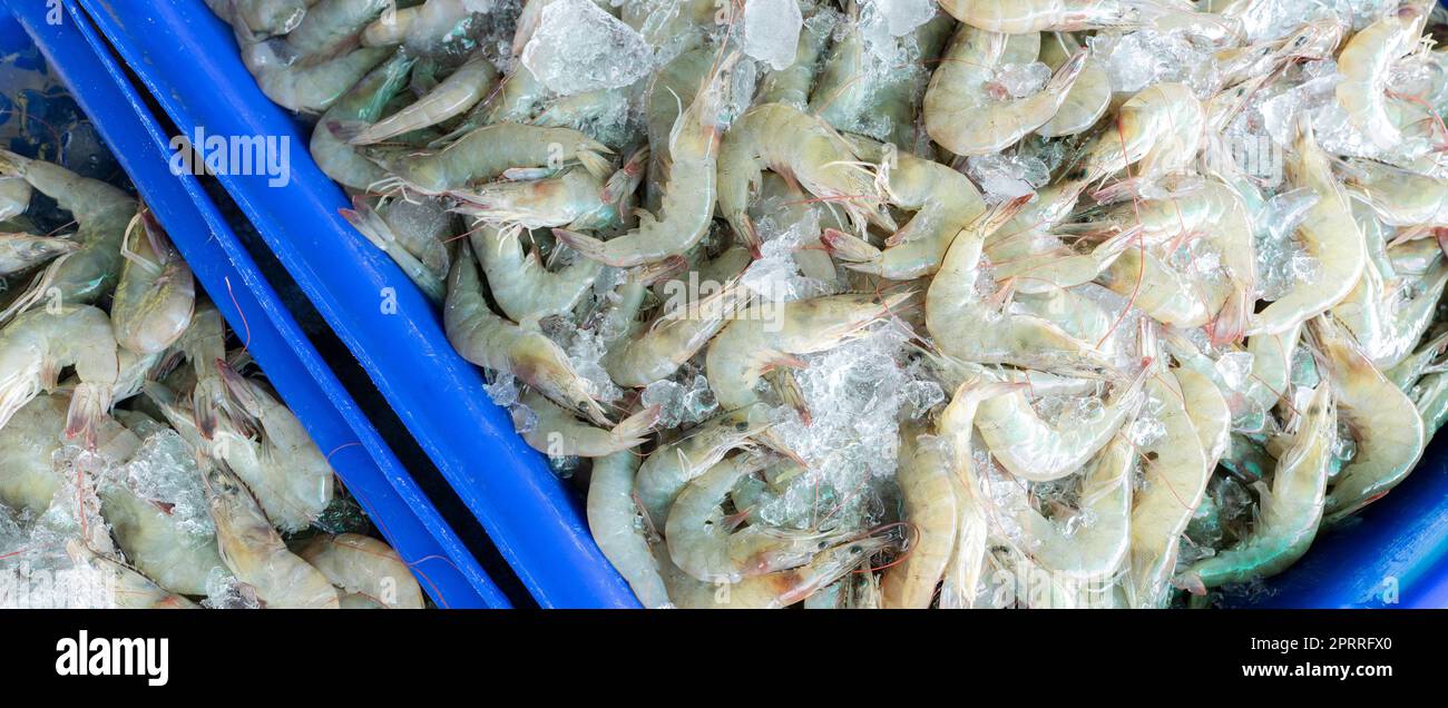 Crevettes blanches fraîches sur glace pilée à vendre sur le marché. Crevettes crues à cuire au restaurant de fruits de mer. Industrie de l'alimentation de mer. Crustacés et animaux. Marché aux crevettes. Crevettes non cuites. Usine de crevettes pour aliments surgelés. Banque D'Images