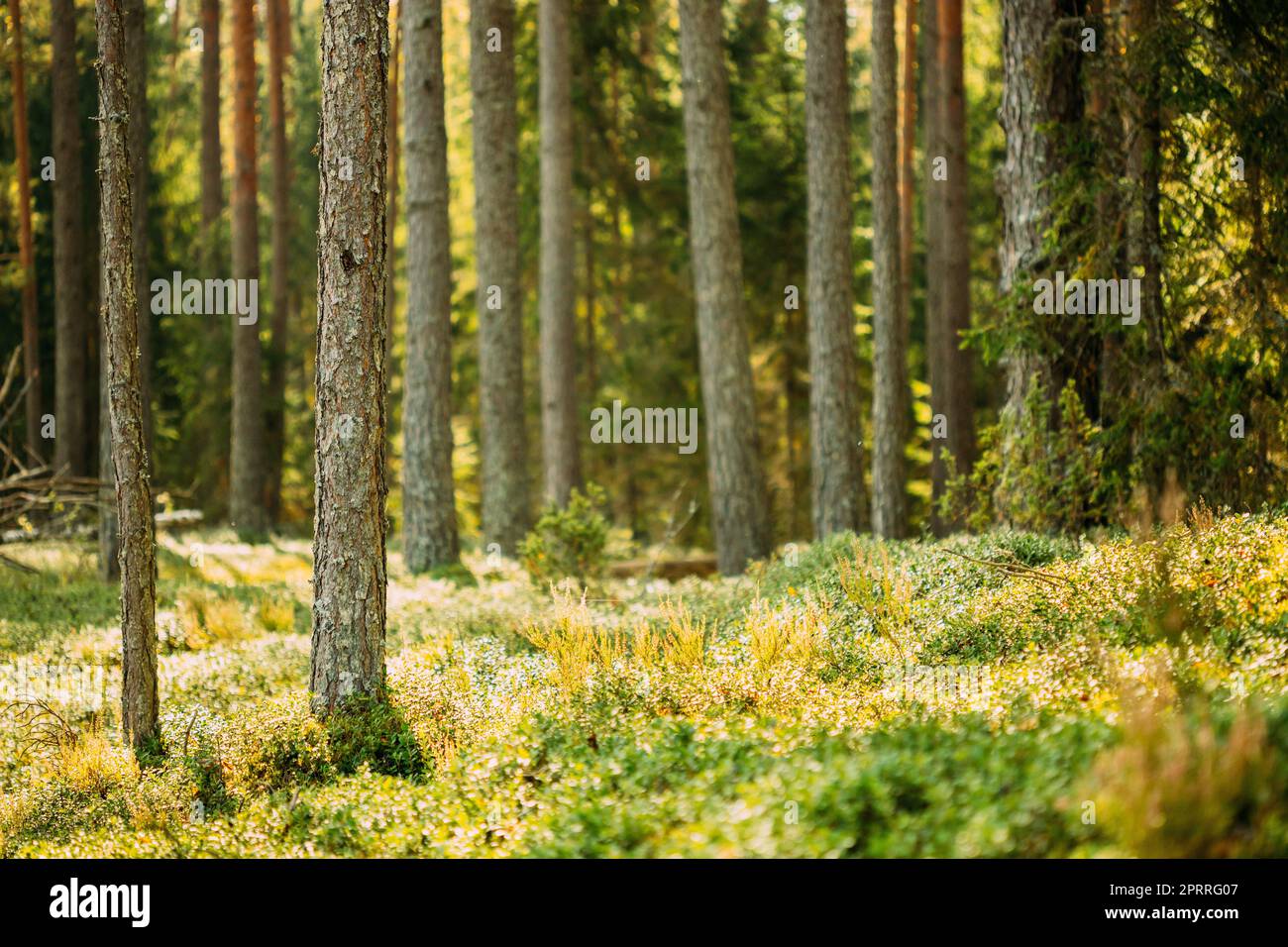 Trunks de pins. Bois dans la forêt de conifères. Pinewood d'automne, Evergreen Pines Banque D'Images