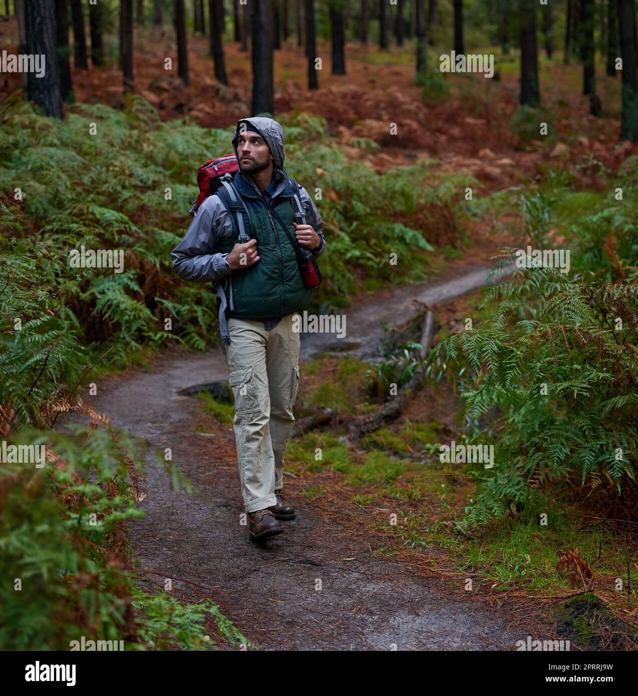 Forêt naturelle immaculée pour une randonnée inspirante. Beau homme randonnée dans une forêt de pins. Banque D'Images