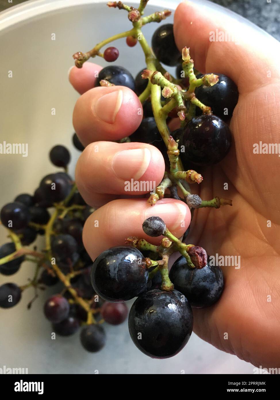 les baies fraîchement cueillies mangent des fruits lavés de votre main Banque D'Images