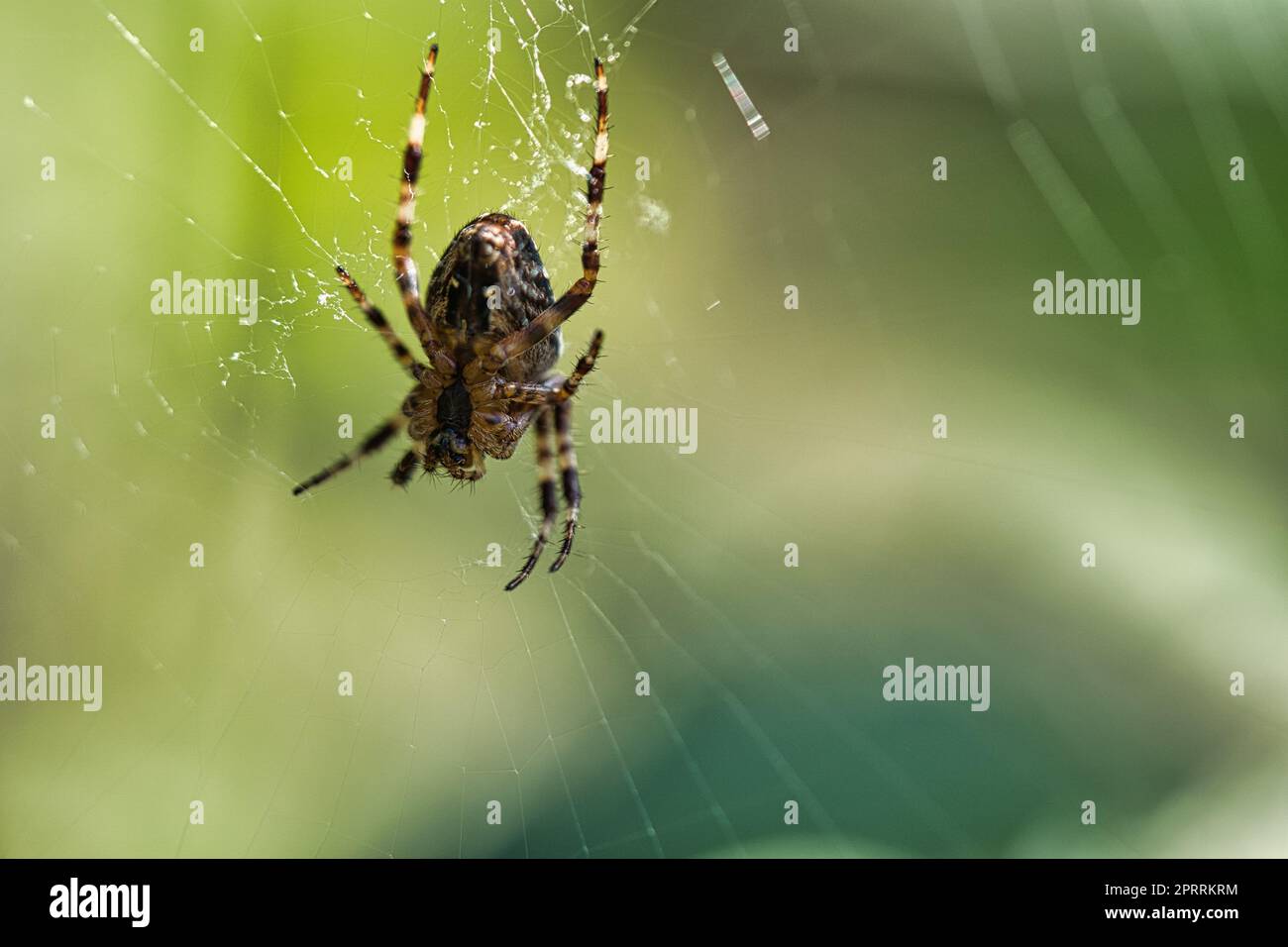 Croisillon dans une toile d'araignée, qui se cache pour les proies. Arrière-plan flou Banque D'Images
