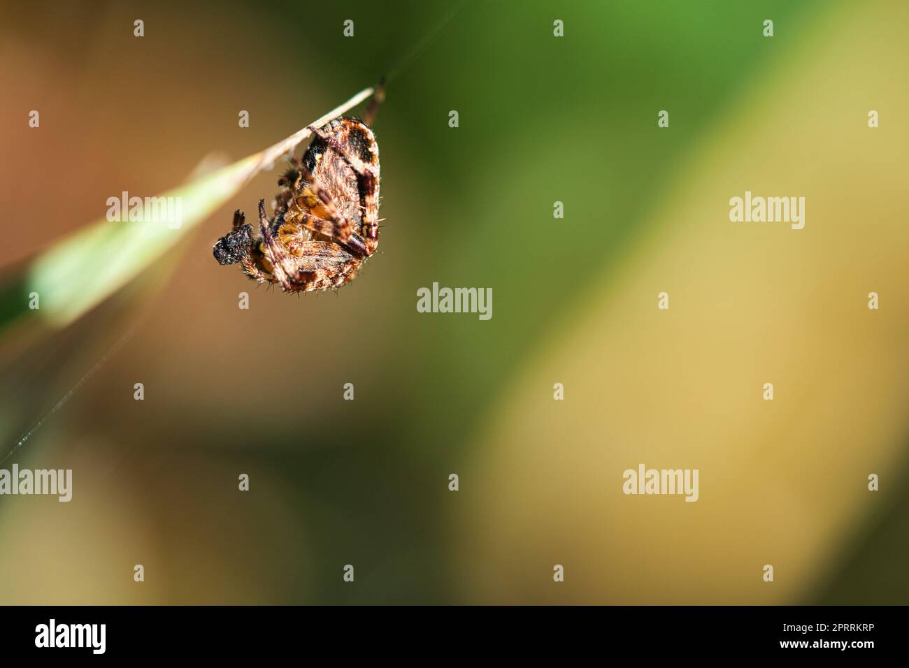 Croiser l'araignée en petit comité, avec une proie sur une lame d'herbe. Un chasseur utile parmi les insectes Banque D'Images