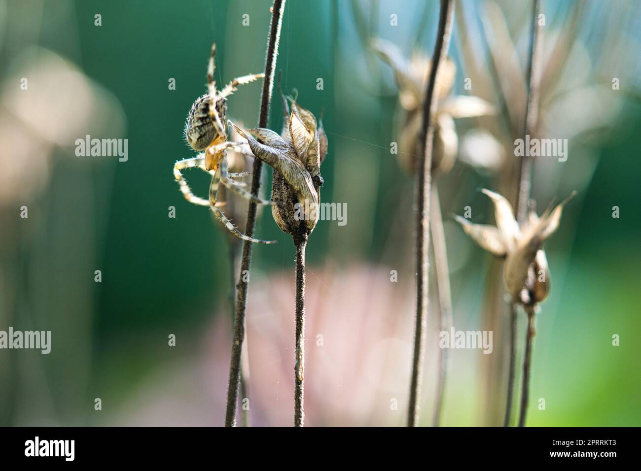 Croisillon rampant sur un fil d'araignée à une plante. Un chasseur utile parmi les insectes Banque D'Images
