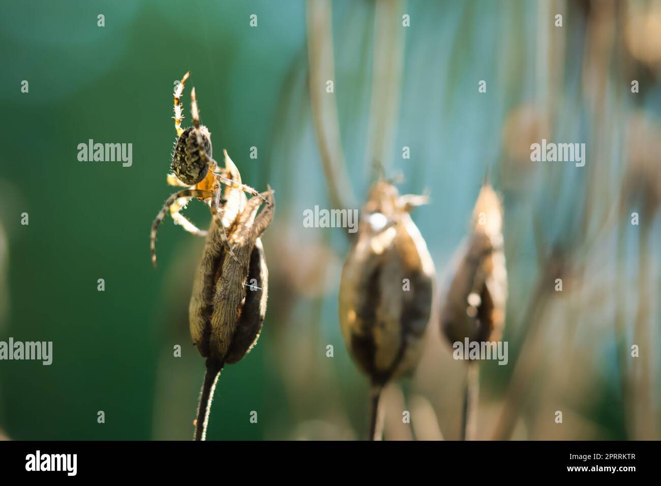 Croisillon rampant sur un fil d'araignée à une plante. Un chasseur utile parmi les insectes Banque D'Images