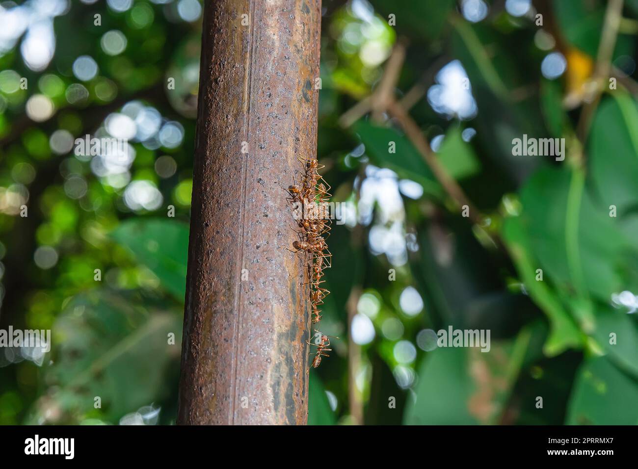 Fourmis marchant sur un poteau de fer Banque D'Images