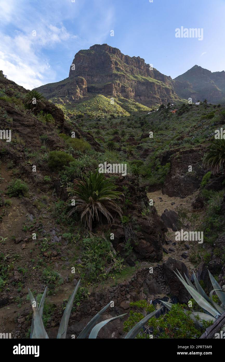 Paysage de la gorge de Masca. Ténérife. Îles Canaries. Espagne. Banque D'Images